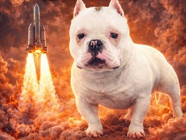 Lil Rocket 🚀 The Boss