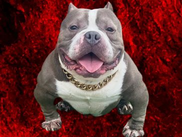 Abdullah The Butcher