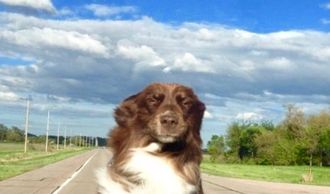 Ace, the farm dog joyrides in the back of a pickup on the farm in Nebraska, enjoying nature.