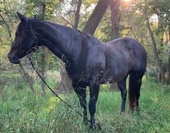Horses and farming have a long history in agriculture, along with dogs!
