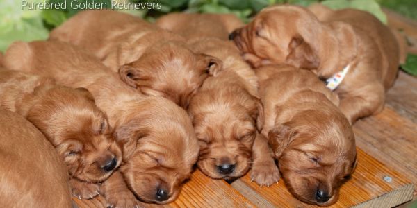 Sleeping golden retriever puppies cuddled together.