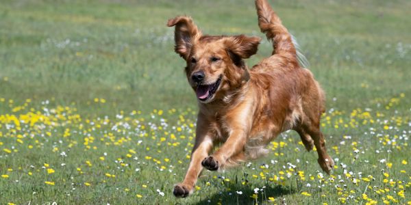 Golden retriever joyfully running in a flowery field.