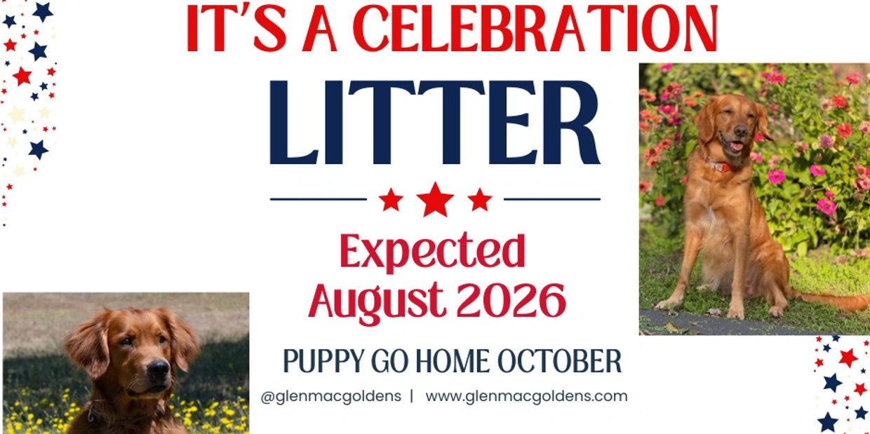 Golden retriever litter expected in August 2026 with puppies going home in October.