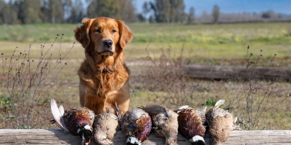 Golden retriever with hunted birds outdoors.