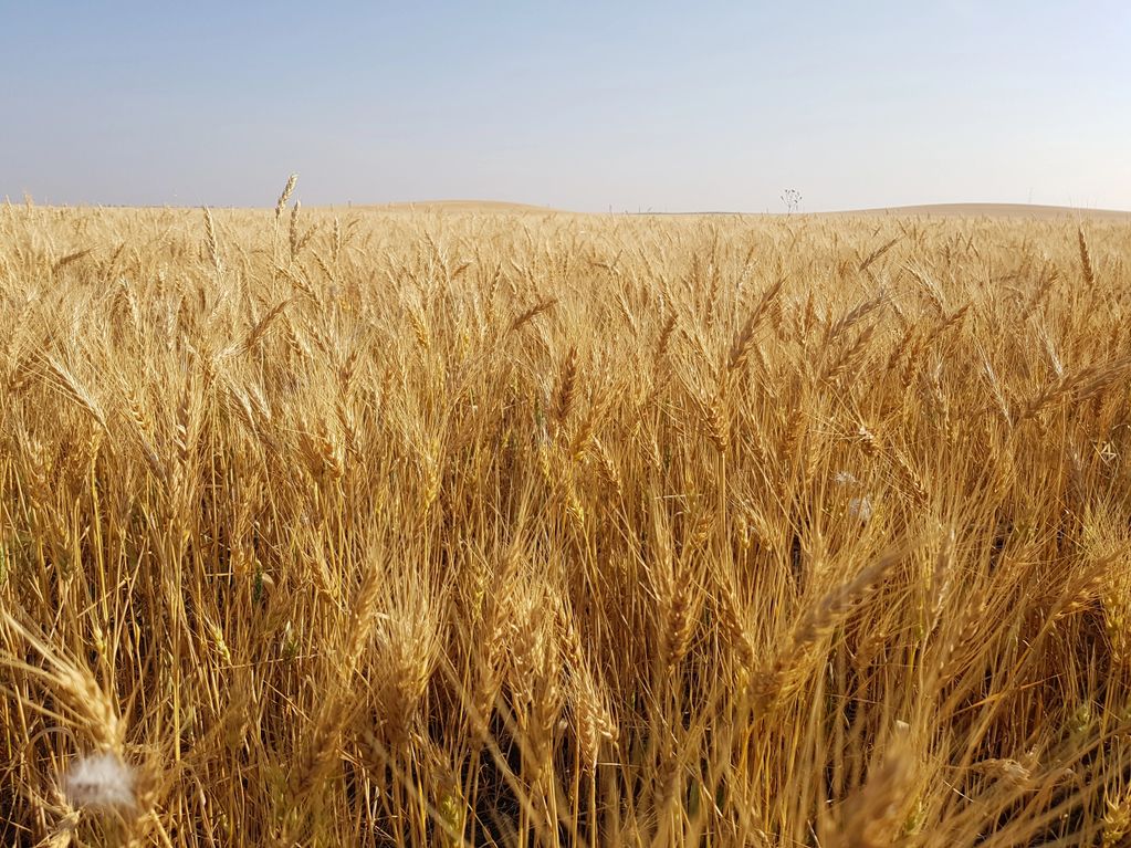 Wheat fields
