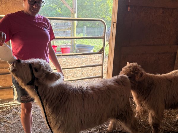 Highland cow mini cow Bottle baby