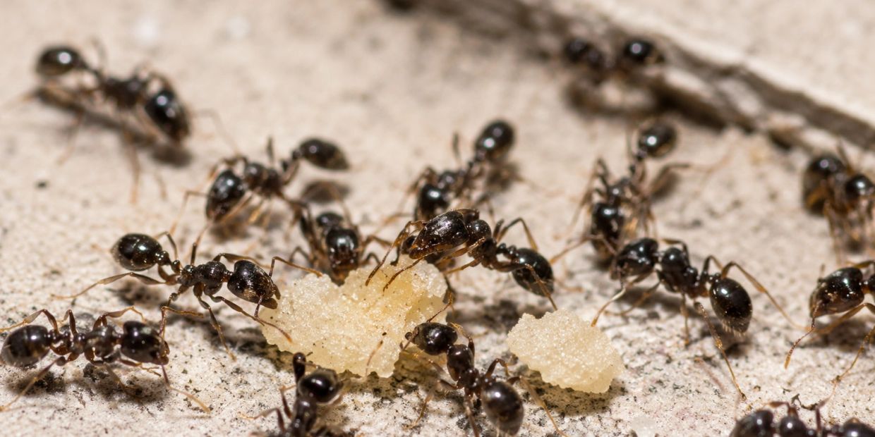 Close-up of ants carrying food particles on a textured surface.