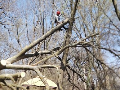 This is an Emergency Tree Removal. This tree fell onto another tree during a storm In Liberty, MO. 