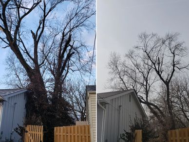This is a Tree Removal picture of before and after the tree was removed In Kansas City, Missouri 