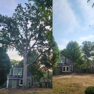 This is a oak tree removed by Family Tree Service. This is a before and after pictures.