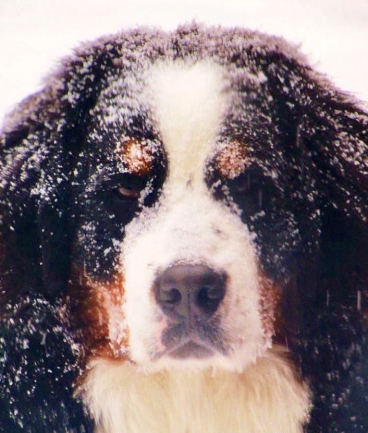 A Bernese Mountain Dog with a serious expression. Its fur is covered in a light powder of snow.