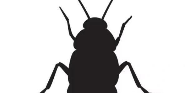 Silhouette of a cockroach against a white background.