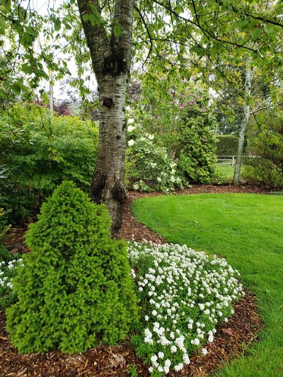 Lush garden with green shrubs, white flowers, and a tree trunk.