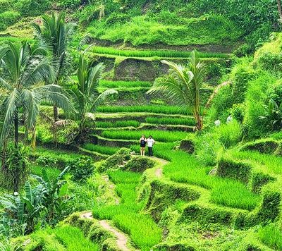 Lush green terraced rice fields with two people walking through.