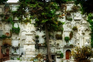 Old walled Catholic tombs which are being reclaimed by natural growth