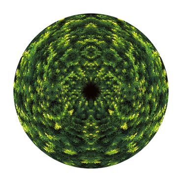 Symmetrical circular photo of dark and light green pine needles