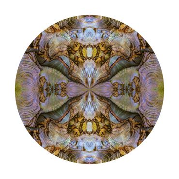 Circular photo of symmetrical tree bark of Beige, blues and yellows
