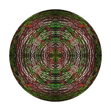 Circular rings of evergreen tree bark covered with some green and rust lichen for this kaleidoscopic