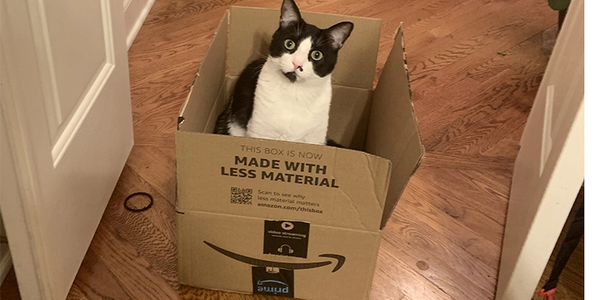 Jax the cat sitting in a box. Asking "Is this all you got" for me to play in?