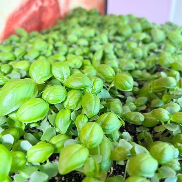 Vibrant micro-greens growing from seed.