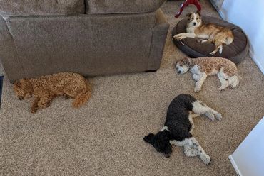 Lounging in the living room