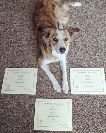 A border collie with three trick dog titles