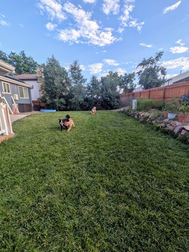 Backyard with three dogs playing