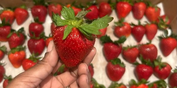 Hand holding a large ripe strawberry with more strawberries in the background.