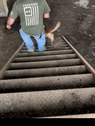 Military K9 handler guiding working dog downstairs during patrol and detection training course.