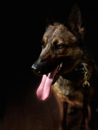 Military working dog for sale – BGK9 police, security, and AKC protection K9s available nationwide.