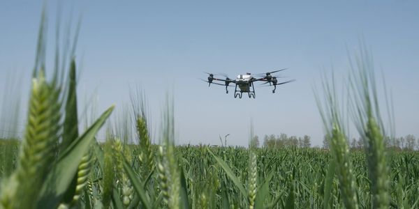 Agras T40 Spraying wheat field