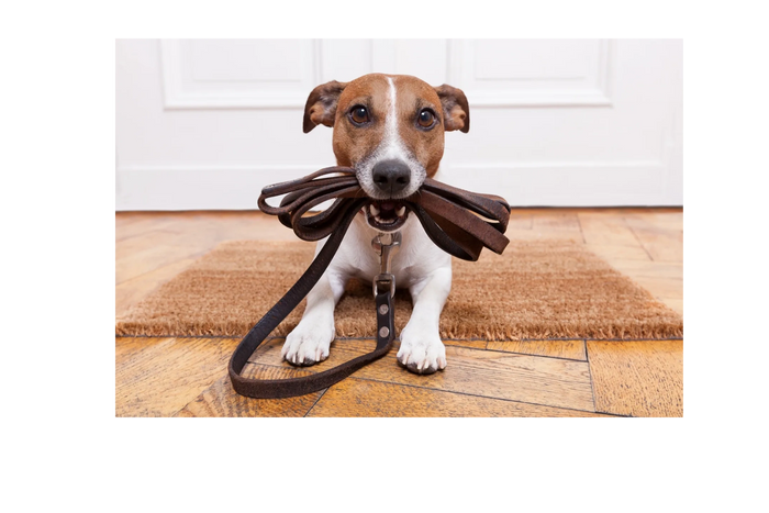 Dog holding leash