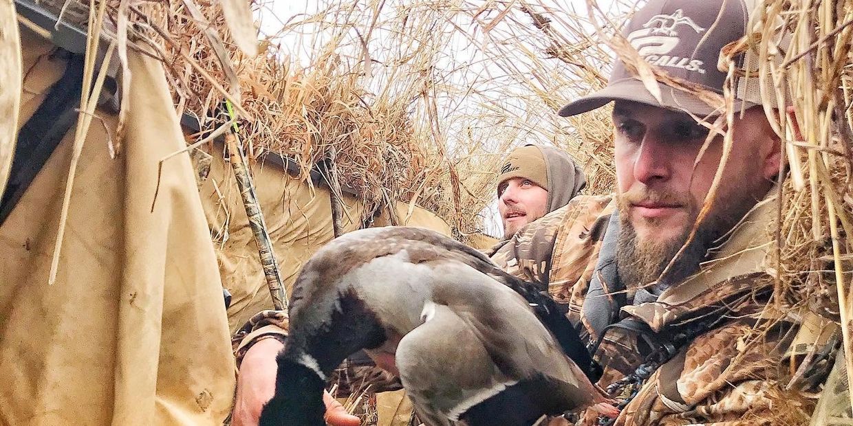 Hunters in camouflage holding a duck inside a blind.