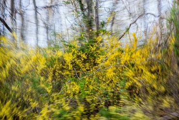 Abstracted landscape photograph with trees in Virginia made from a moving car