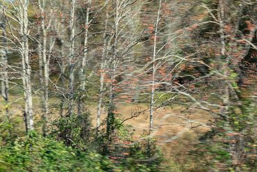 Abstracted landscape photograph with trees in Virginia made from a moving car