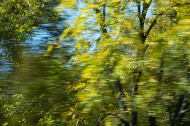 Abstracted landscape photograph with trees in Virginia made from a moving car