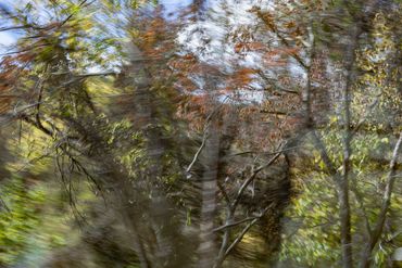 Abstracted landscape photograph with trees in Virginia made from a moving car