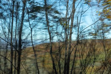 Abstracted landscape photograph with trees in Virginia made from a moving car