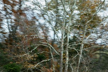 Abstracted landscape photograph with trees in Virginia made from a moving car