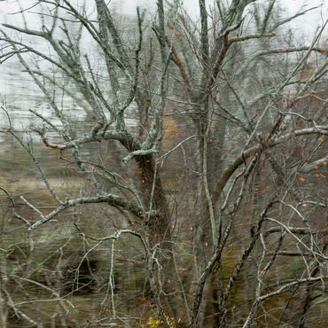 Abstracted landscape photograph with trees in Virginia made from a moving car