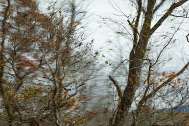 Abstracted landscape photograph with trees in Virginia made from a moving car