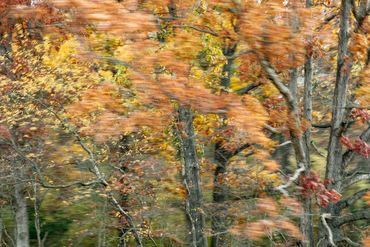 Abstracted landscape photograph with trees in Virginia made from a moving car