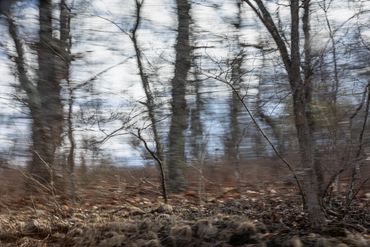Abstracted landscape photograph with trees in Virginia made from a moving car