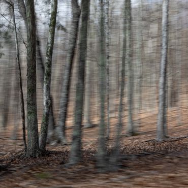 Abstracted landscape photograph with trees in Virginia made from a moving car