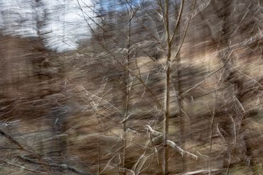 Abstracted landscape photograph with trees in Virginia made from a moving car