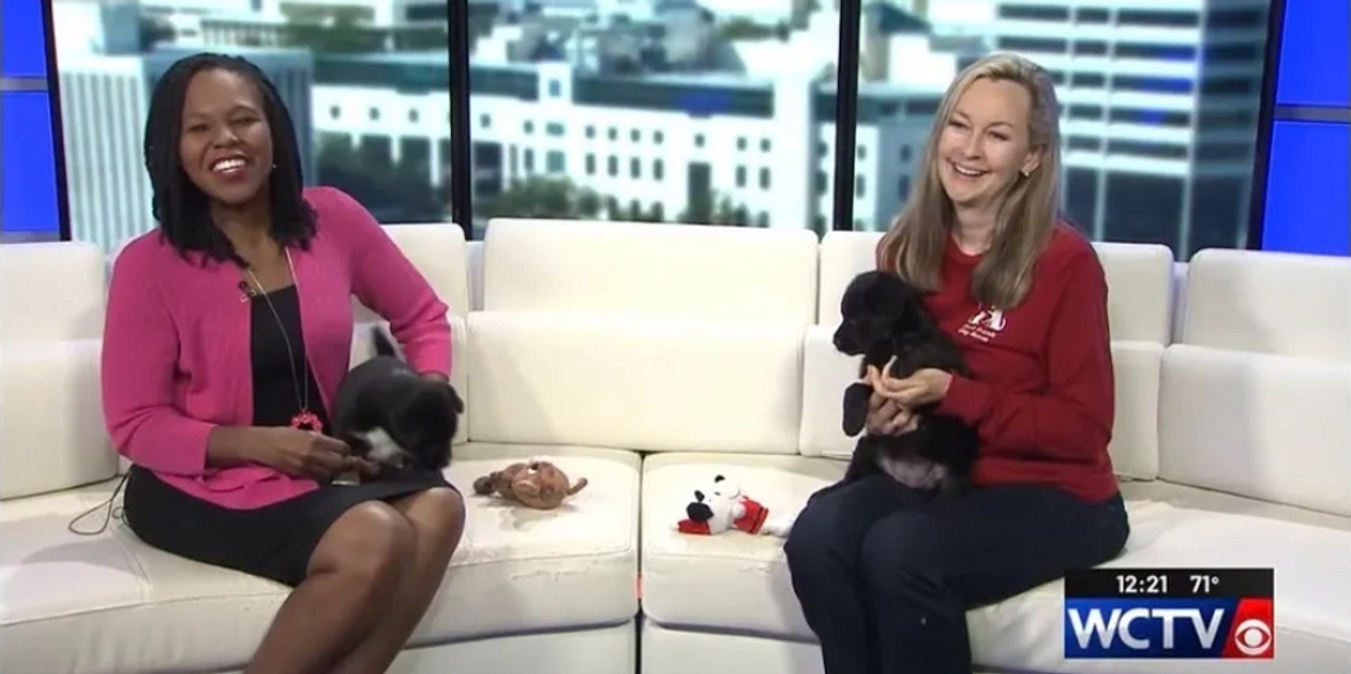 Two people sitting on a news station couch holding puppies!