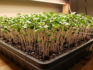 Tray of young seedlings growing indoors under a light source.