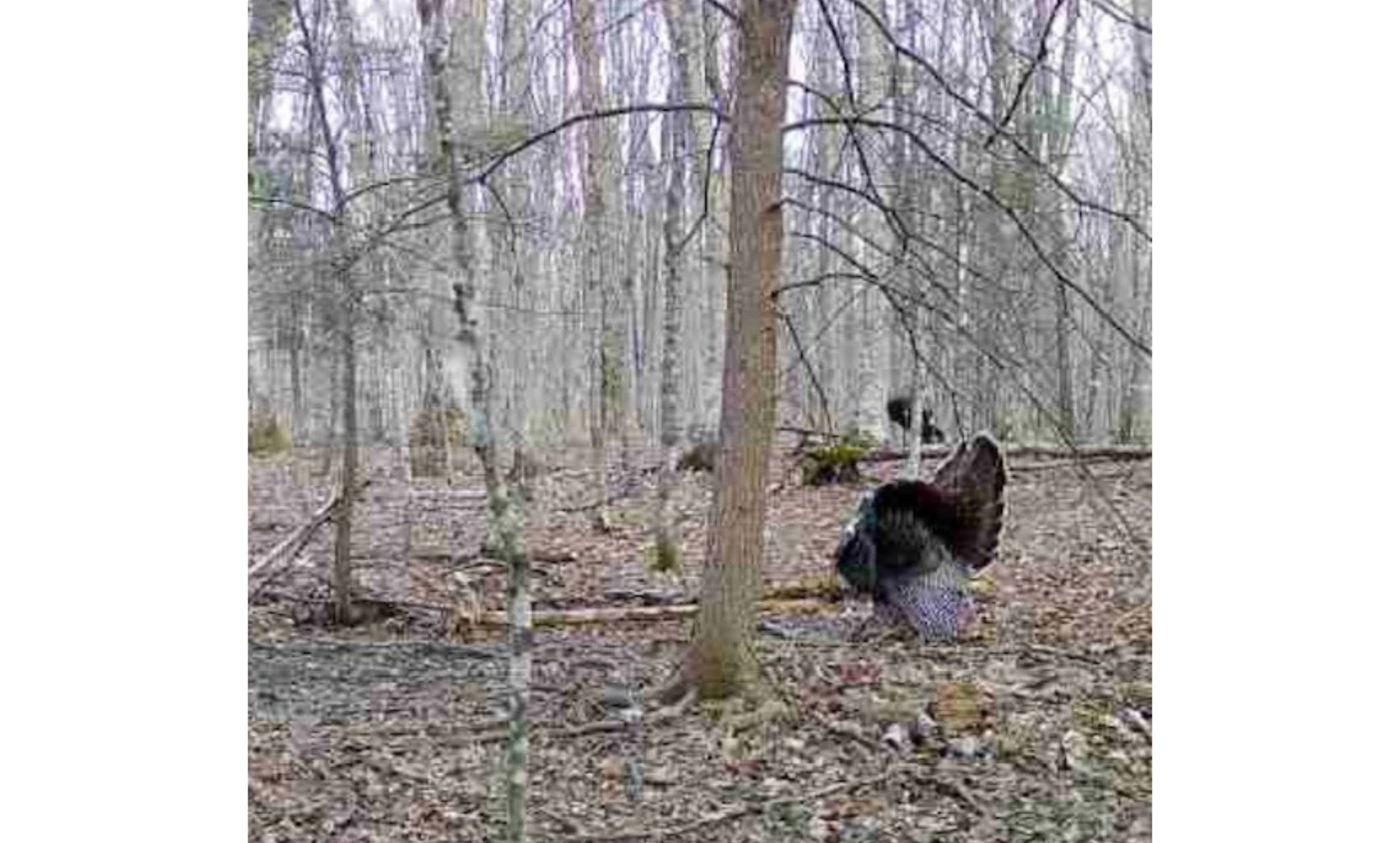 04122023_woods