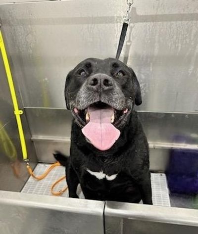 lab getting a bath