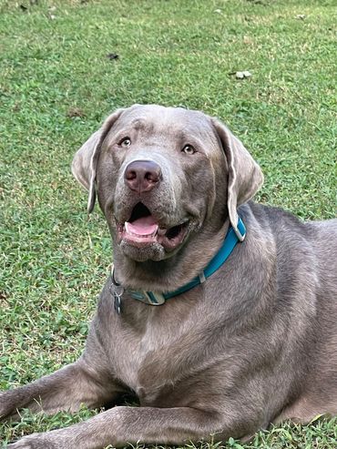 Meet Scout. Scout was born here at HRR. He has CGC and training for service/therapy services.